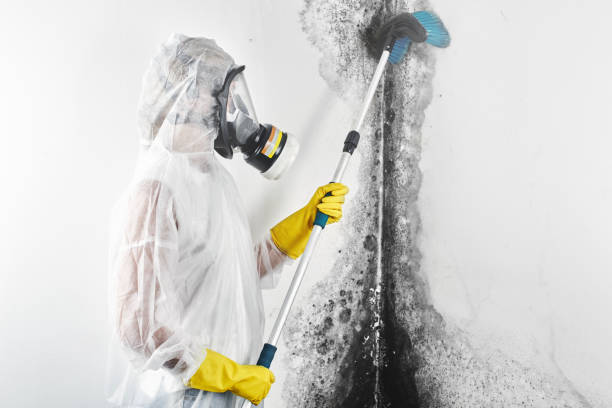 Best Post-Construction Mold Inspection  in Lovelock, NV