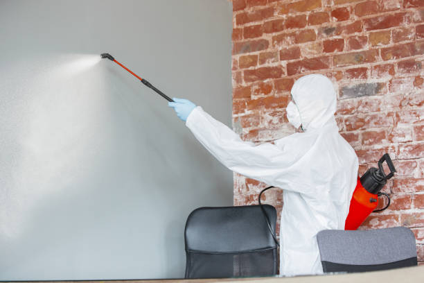 Best Black Mold Removal  in Lovelock, NV