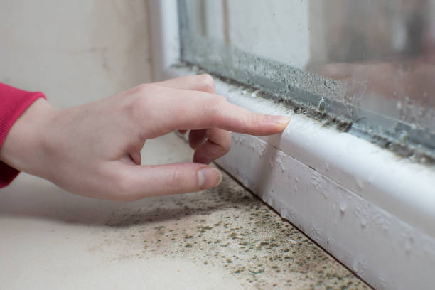 Best Mold Remediation for Vacation Homes  in Lovelock, NV