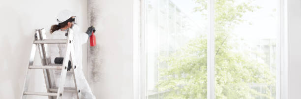 Best Commercial Mold Inspection  in Lovelock, NV